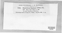 Lyomyces sambuci image